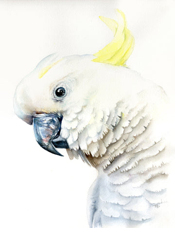 A Pretty Boy - Sulphur Crested Cockatoo Portrait | Fine Art Print
