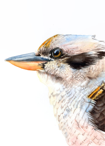 Merry, Merry King - Kookaburra Portrait | Fine Art Print