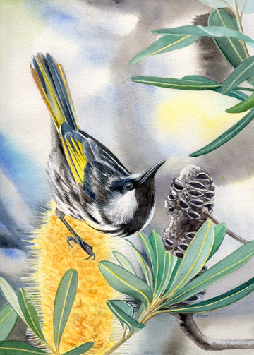 White Cheeked Honeyeater | Original Artwork