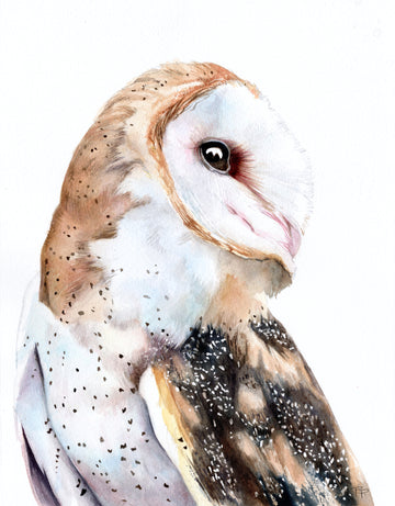Whoo's There? - Barn Owl Portrait | Fine Art Print