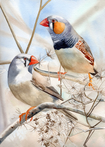 Zebra Finches | Original Artwork