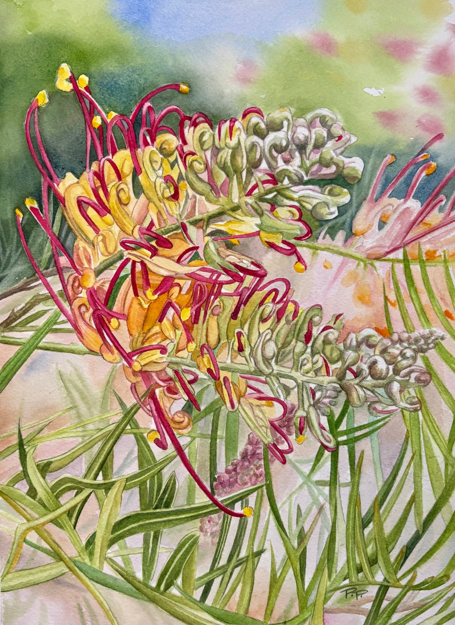 Grevillea Twist | Original Artwork