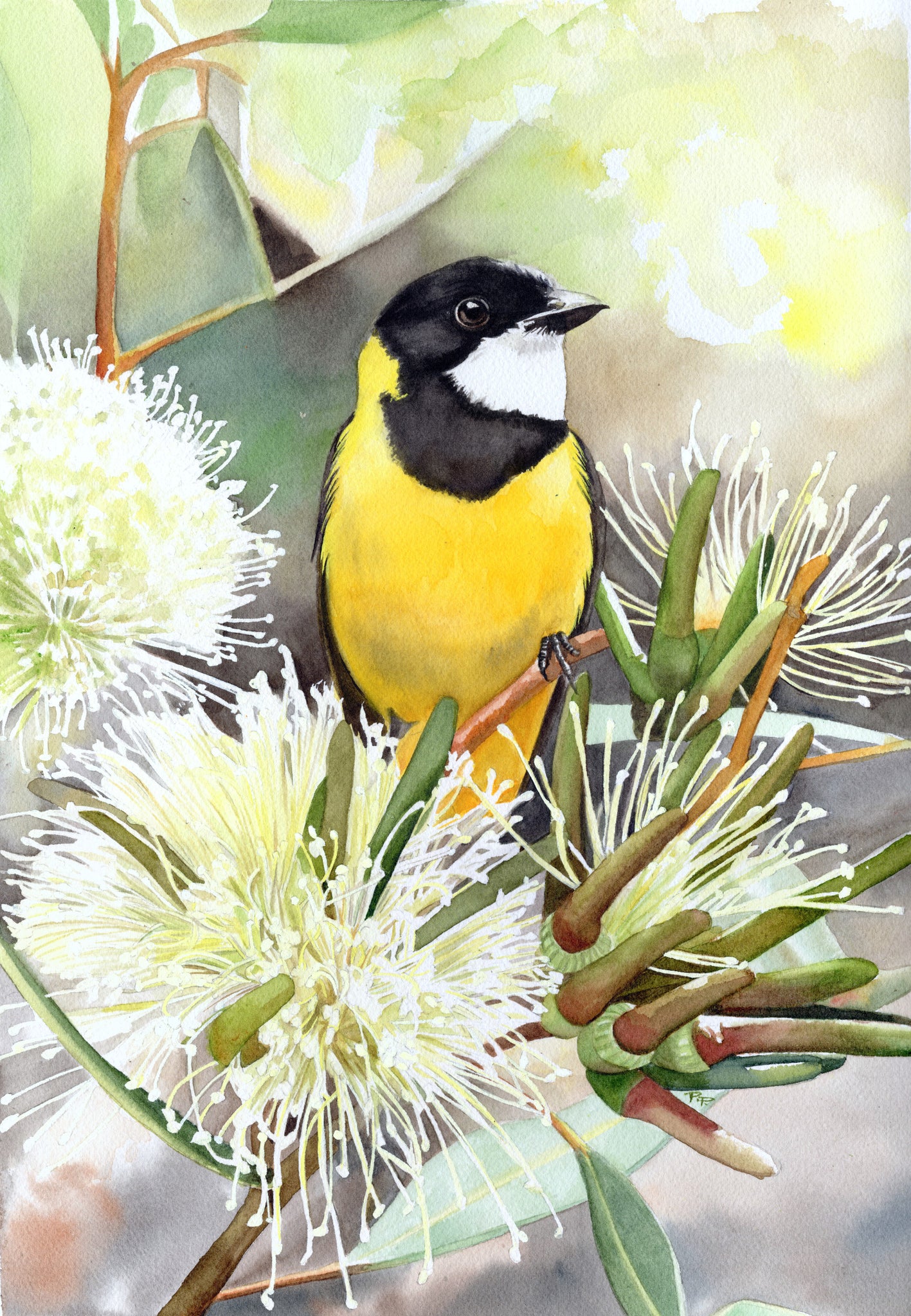 The Western Whistler | Original Artwork